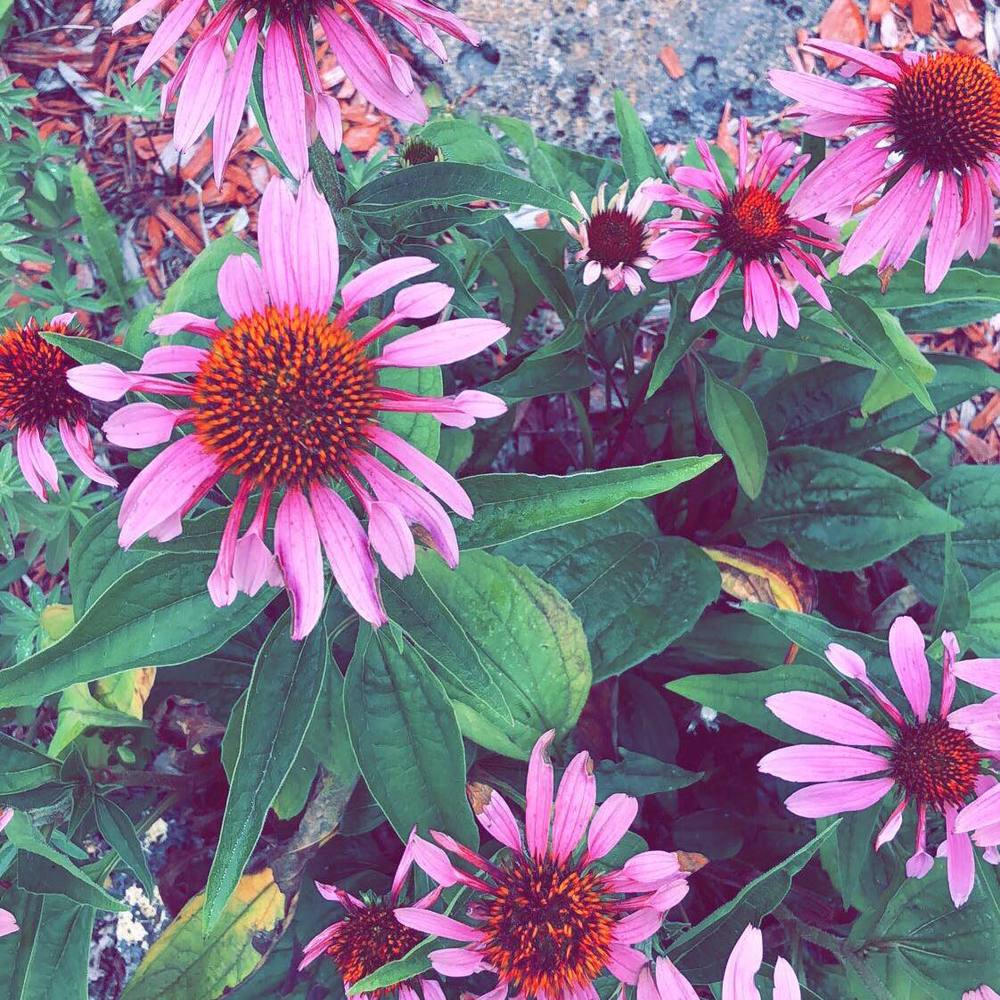 Meet your Posher, Rosie